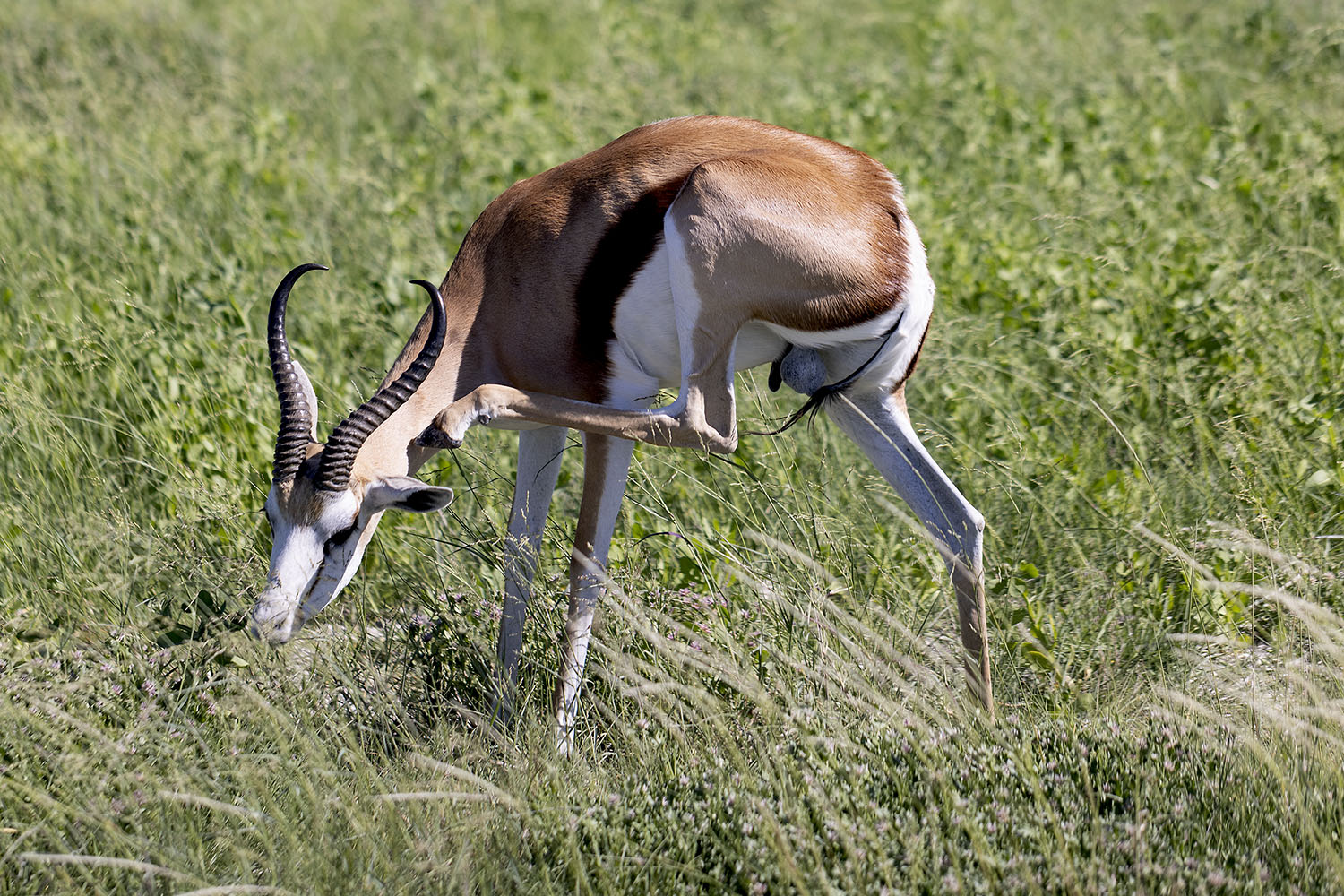 13 - Etosha 